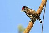 White-wedged Piculet